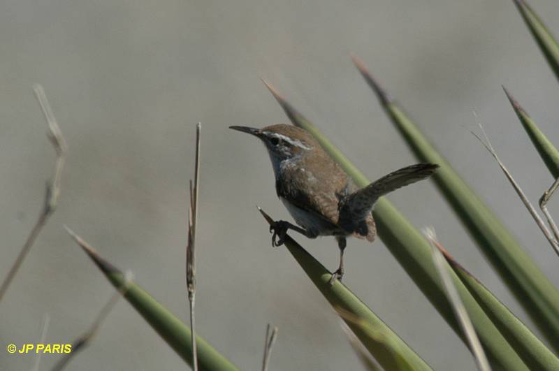 Thryomanes bewickii